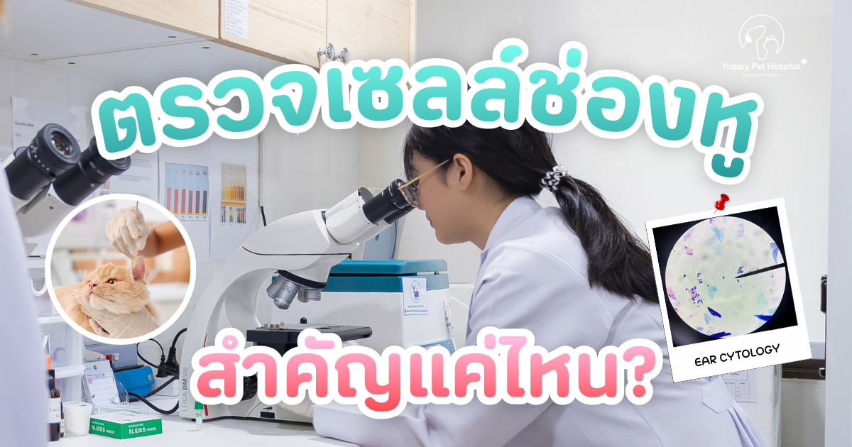 Ear Cytology - ตรวจเซลล์ช่องหู สำคัญแค่ไหน?