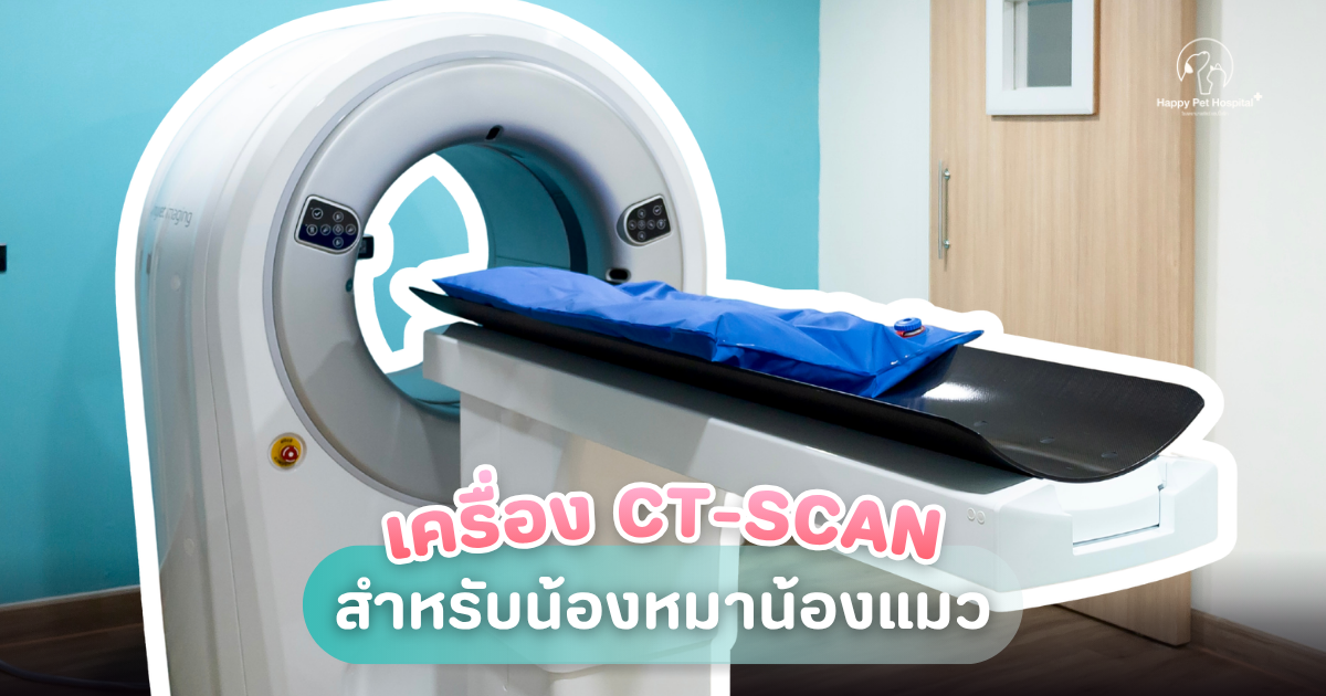 CT Scan สำหรับสุนัขและแมว