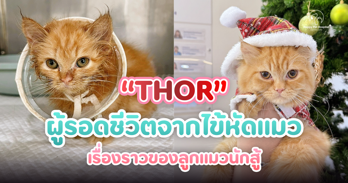 Thor ผู้รอดชีวิตจากไข้หัดแมว – เรื่องราวของลูกแมวนักสู้