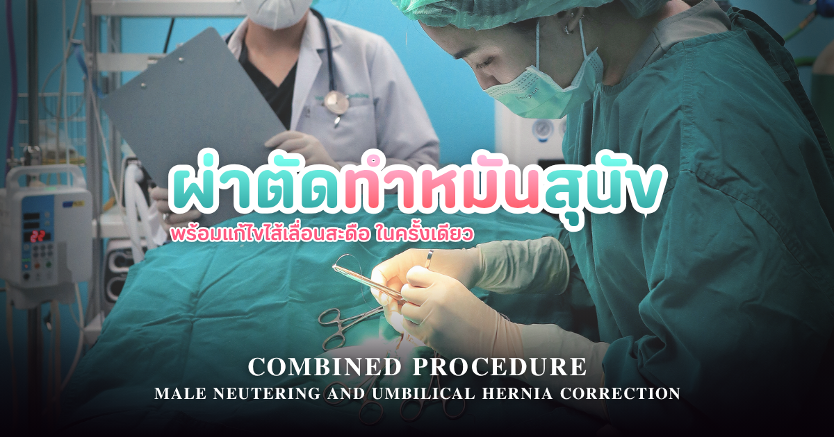 การทำหมันสุนัขเพศผู้