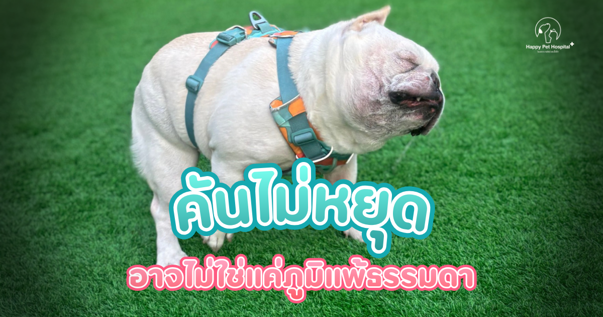 A Case of Allergic Dermatitis with Secondary Infection : เคสผิวหนังอักเสบจากภูมิแพ้ที่มีการติดเชื้อแทรกซ้อน