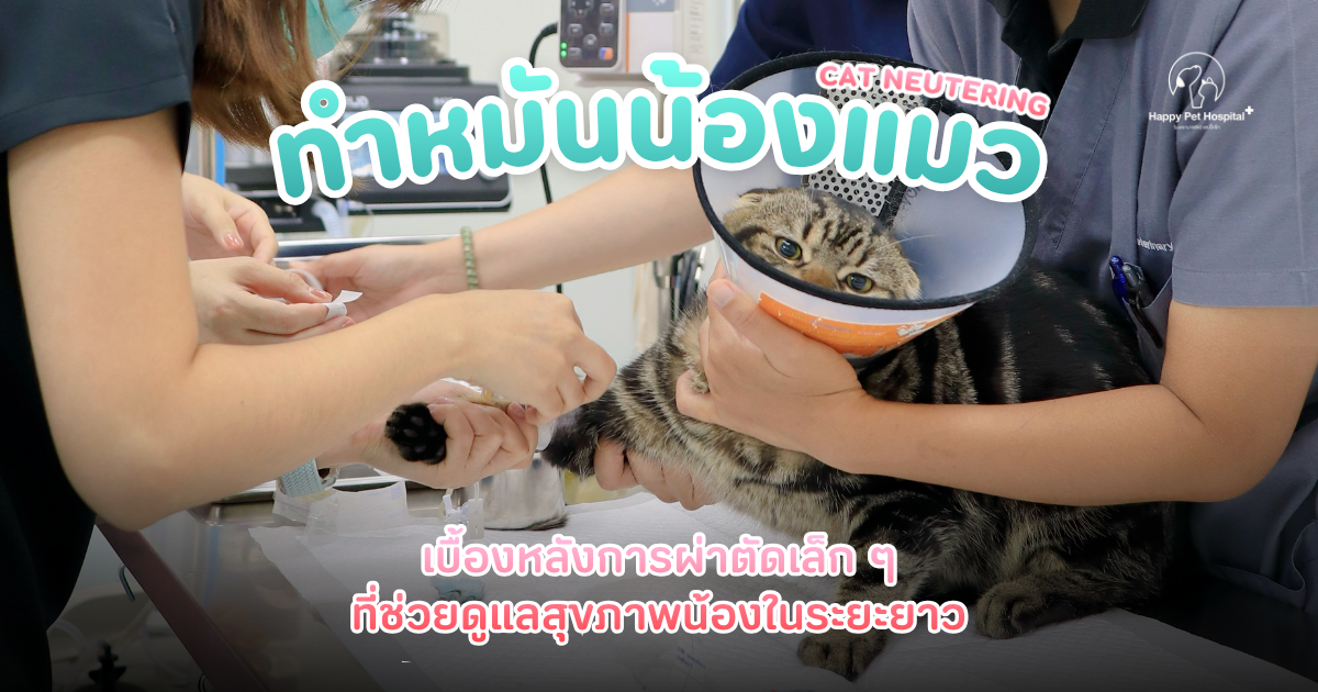Male Cat Neutering Journey